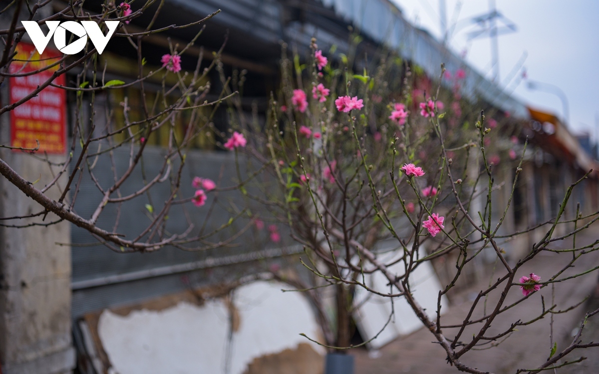 colourful blossoms signal first sign of tet in hanoi picture 3