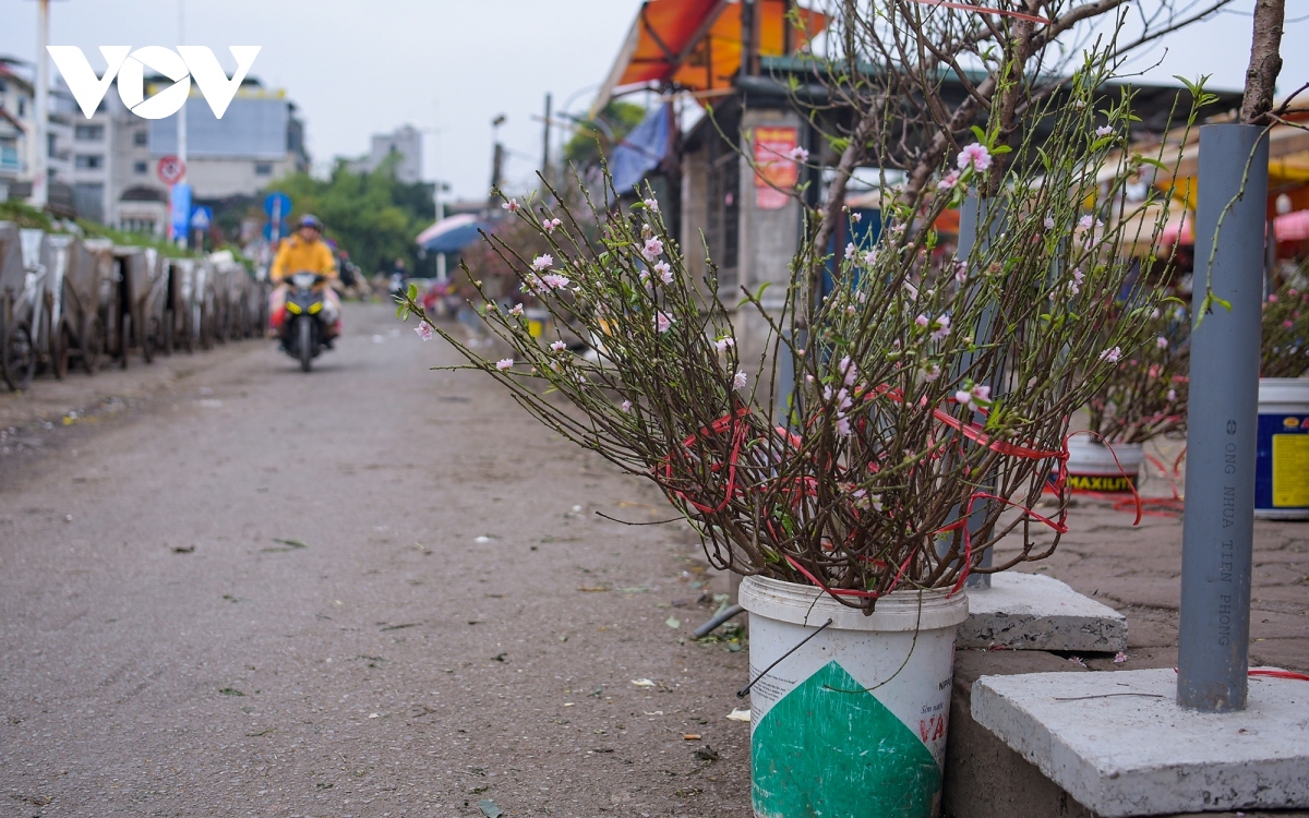 colourful blossoms signal first sign of tet in hanoi picture 4