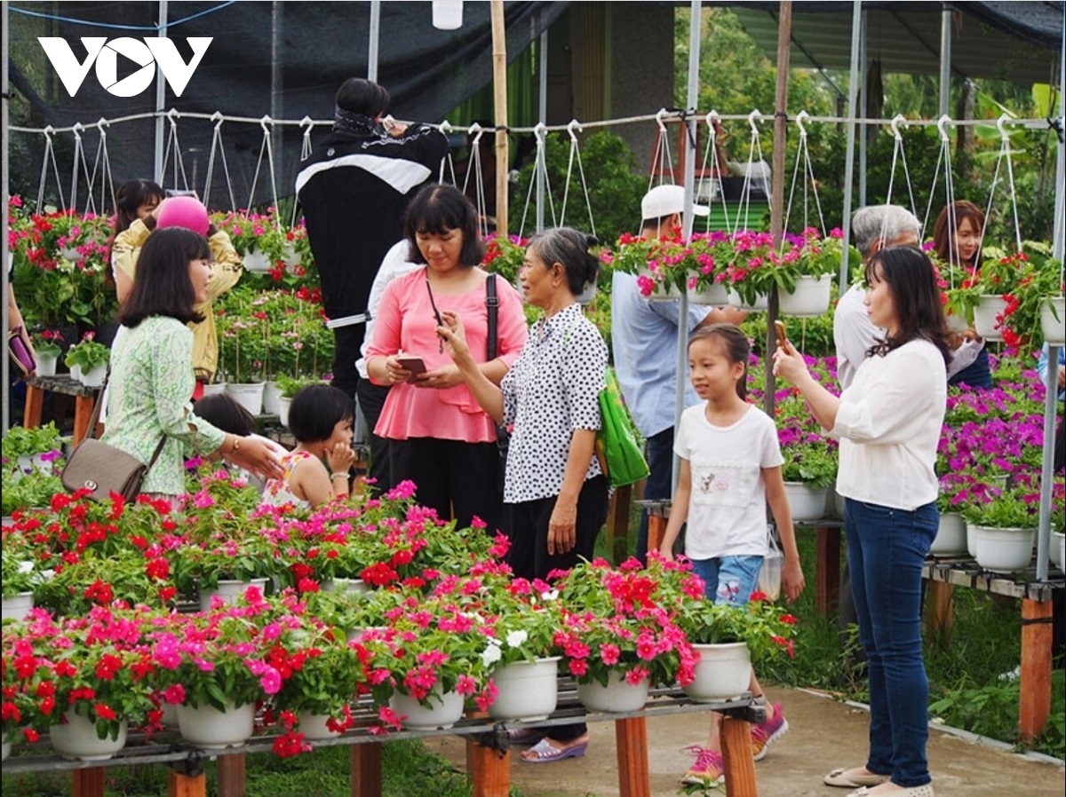 sa dec flower village rushes to prepare for lunar new year picture 13