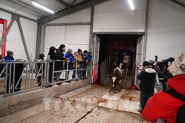 th-rus welcomes nearly 2,400 milch cows to new farm in kaluga picture 1