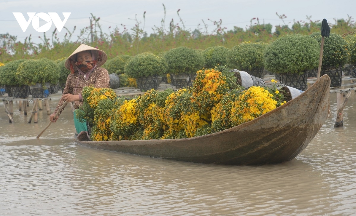 sa dec flower village rushes to prepare for lunar new year picture 2