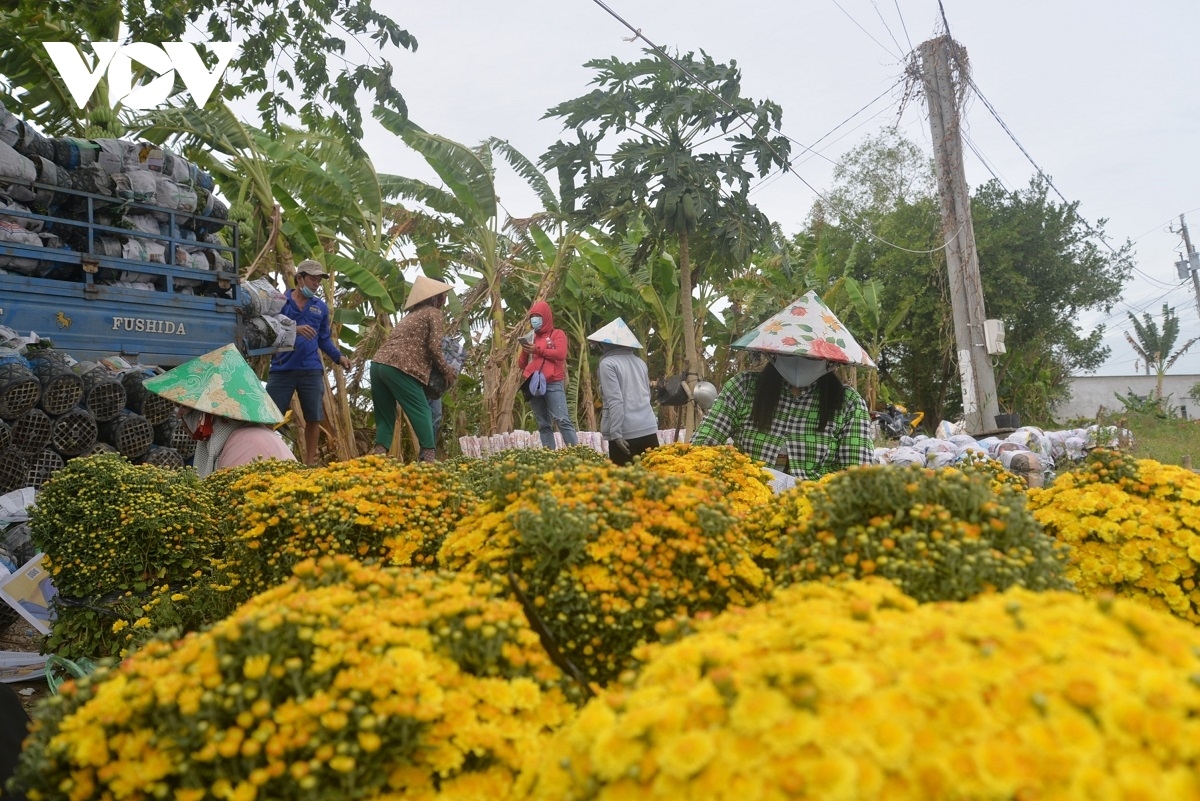 sa dec flower village rushes to prepare for lunar new year picture 7