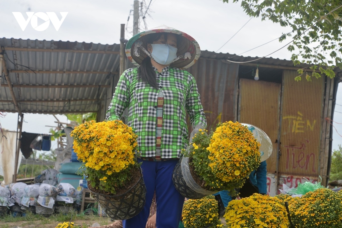 sa dec flower village rushes to prepare for lunar new year picture 8