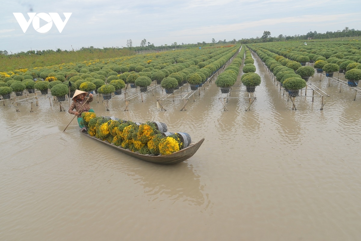 sa dec flower village rushes to prepare for lunar new year picture 10