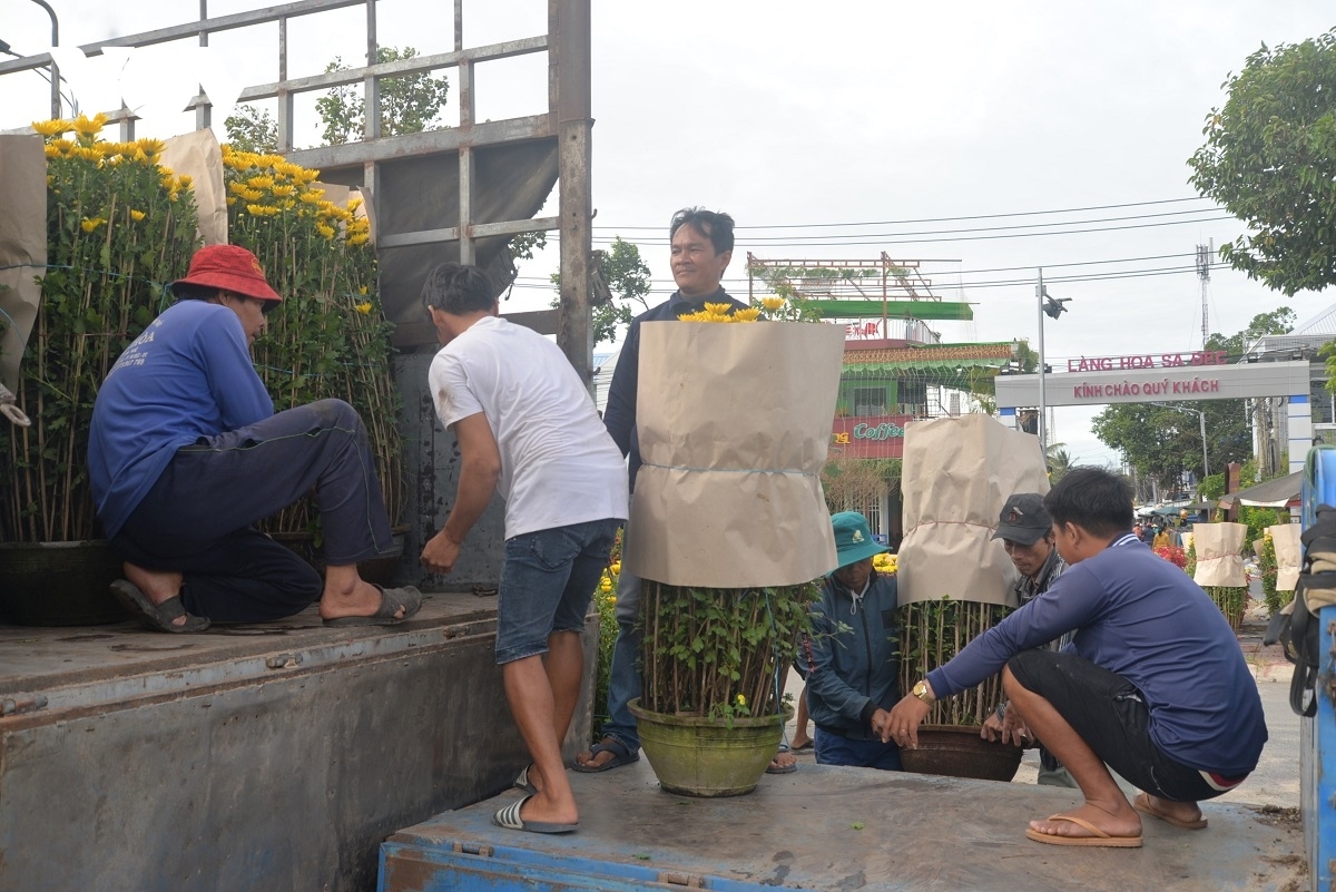 sa dec flower village rushes to prepare for lunar new year picture 11