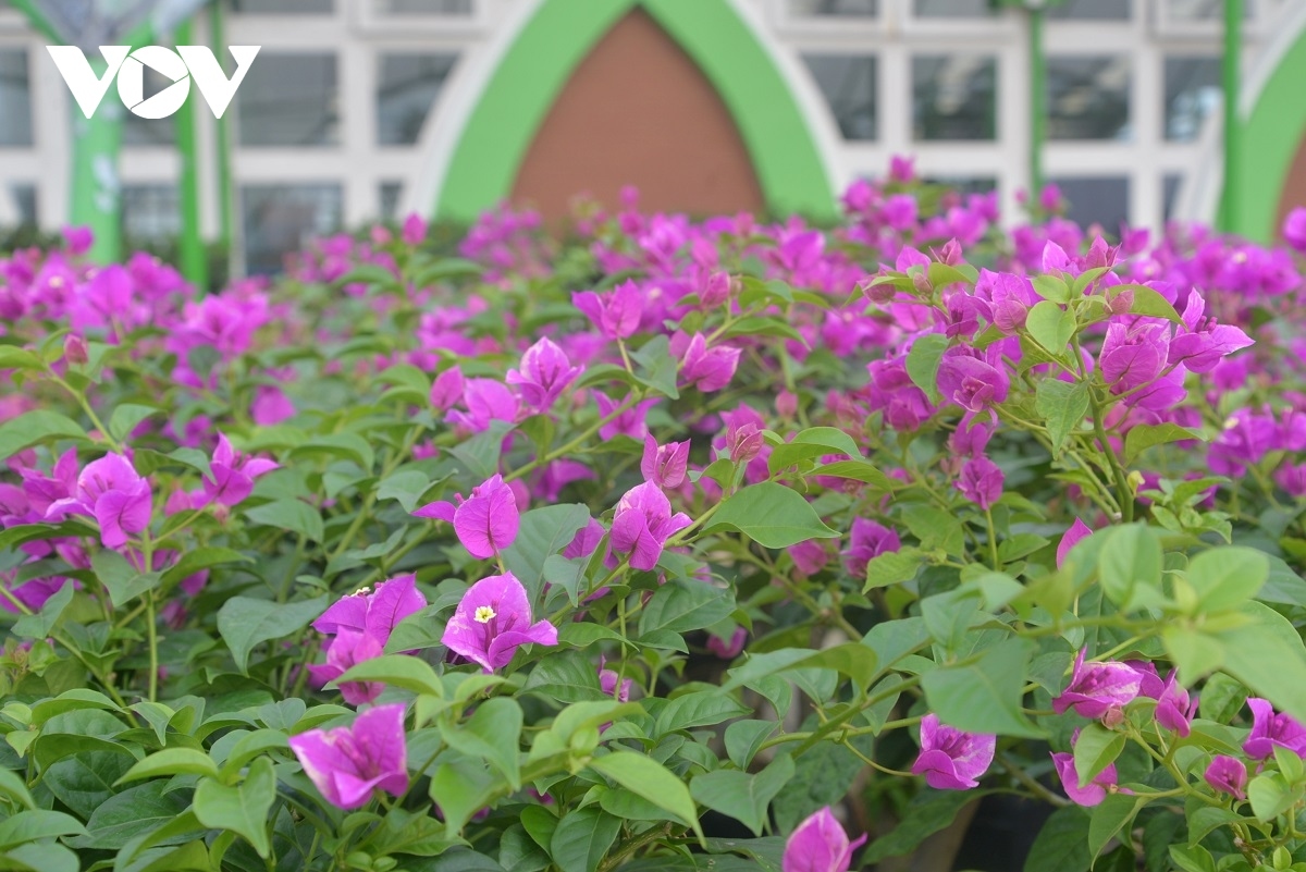 sa dec flower village rushes to prepare for lunar new year picture 5