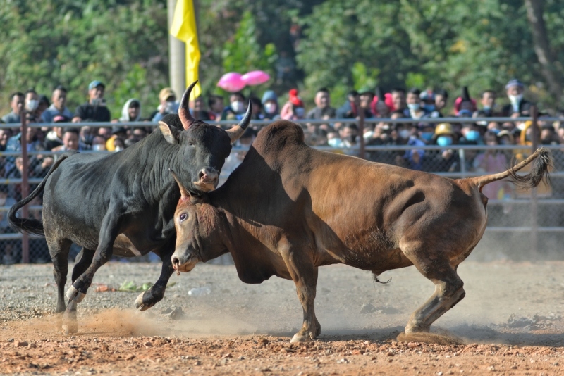 Mãn nhãn Hội chọi bò đầu xuân ở Điện Biên Đông