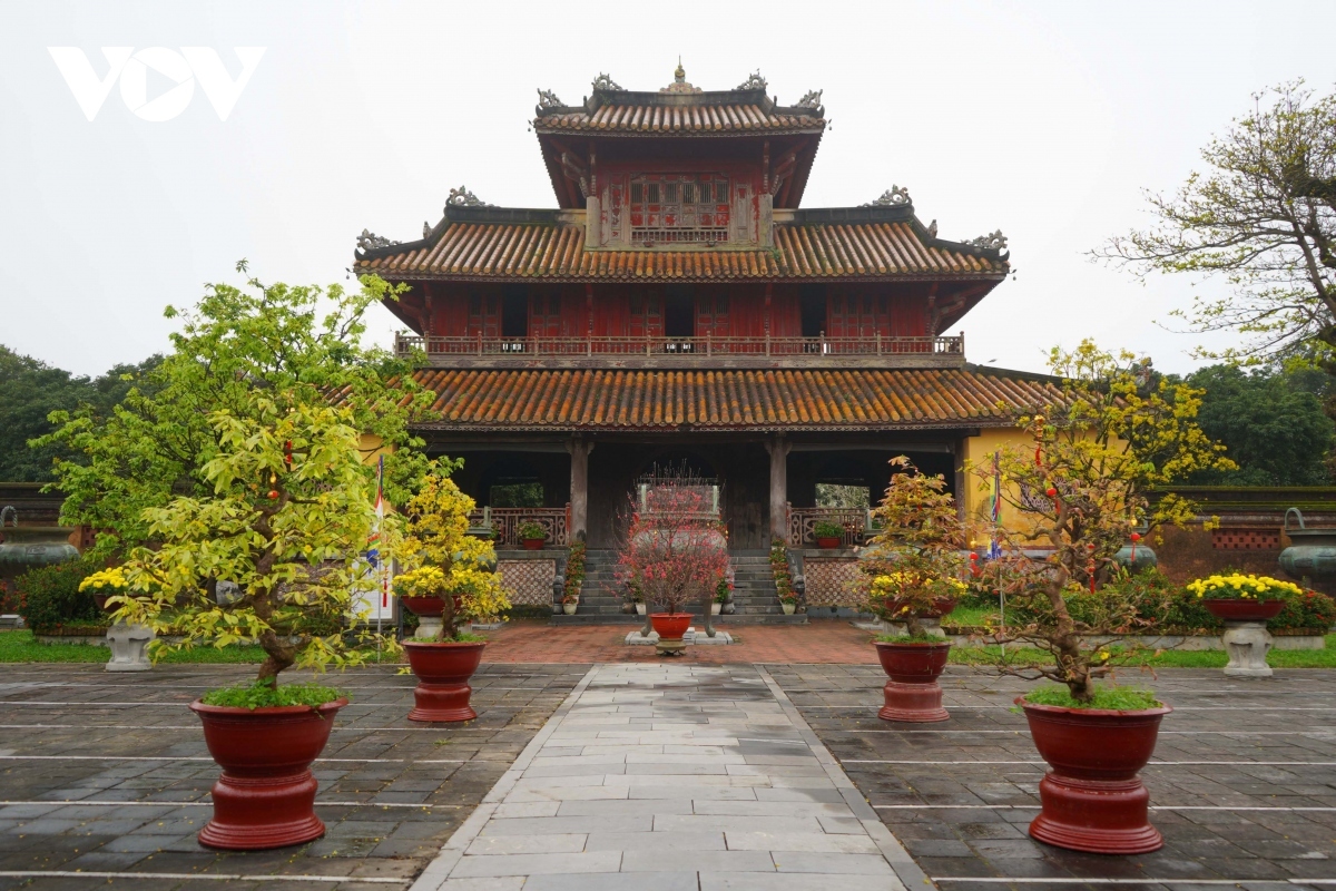 yellow apricot blossoms signal tet arrival in former hue imperial city picture 10