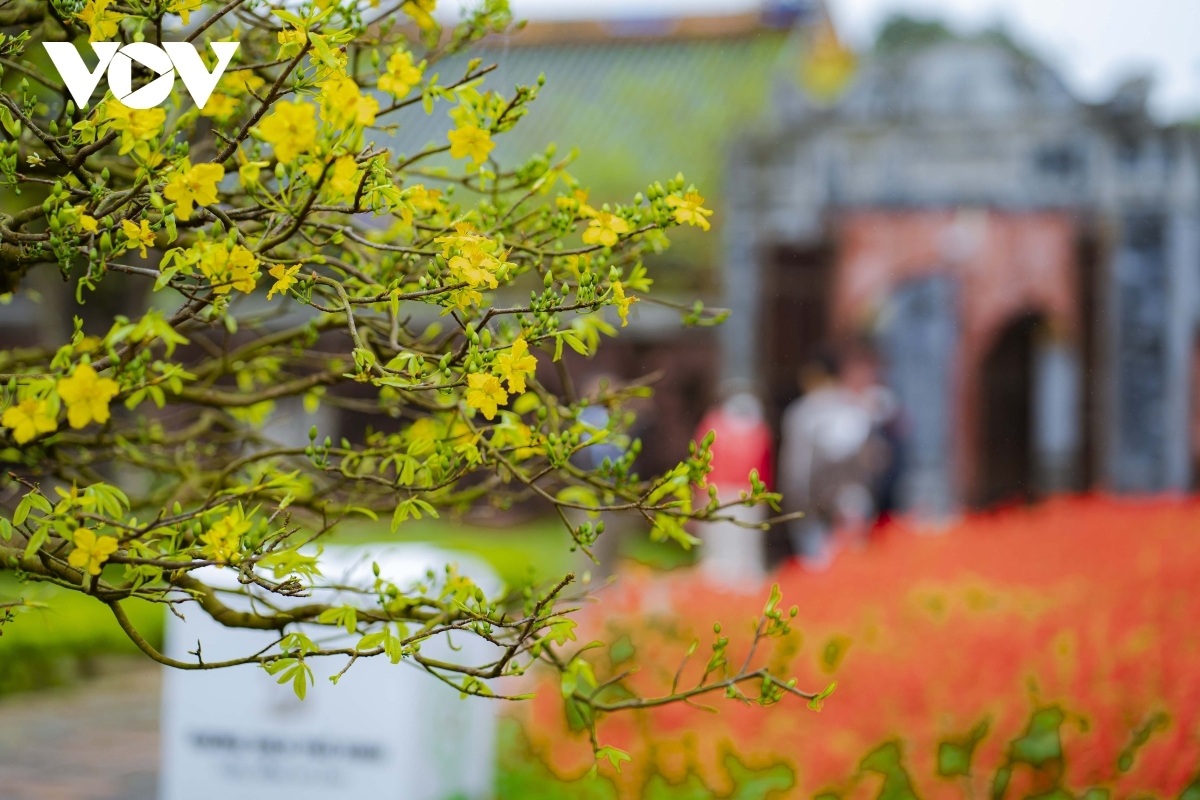 yellow apricot blossoms signal tet arrival in former hue imperial city picture 6