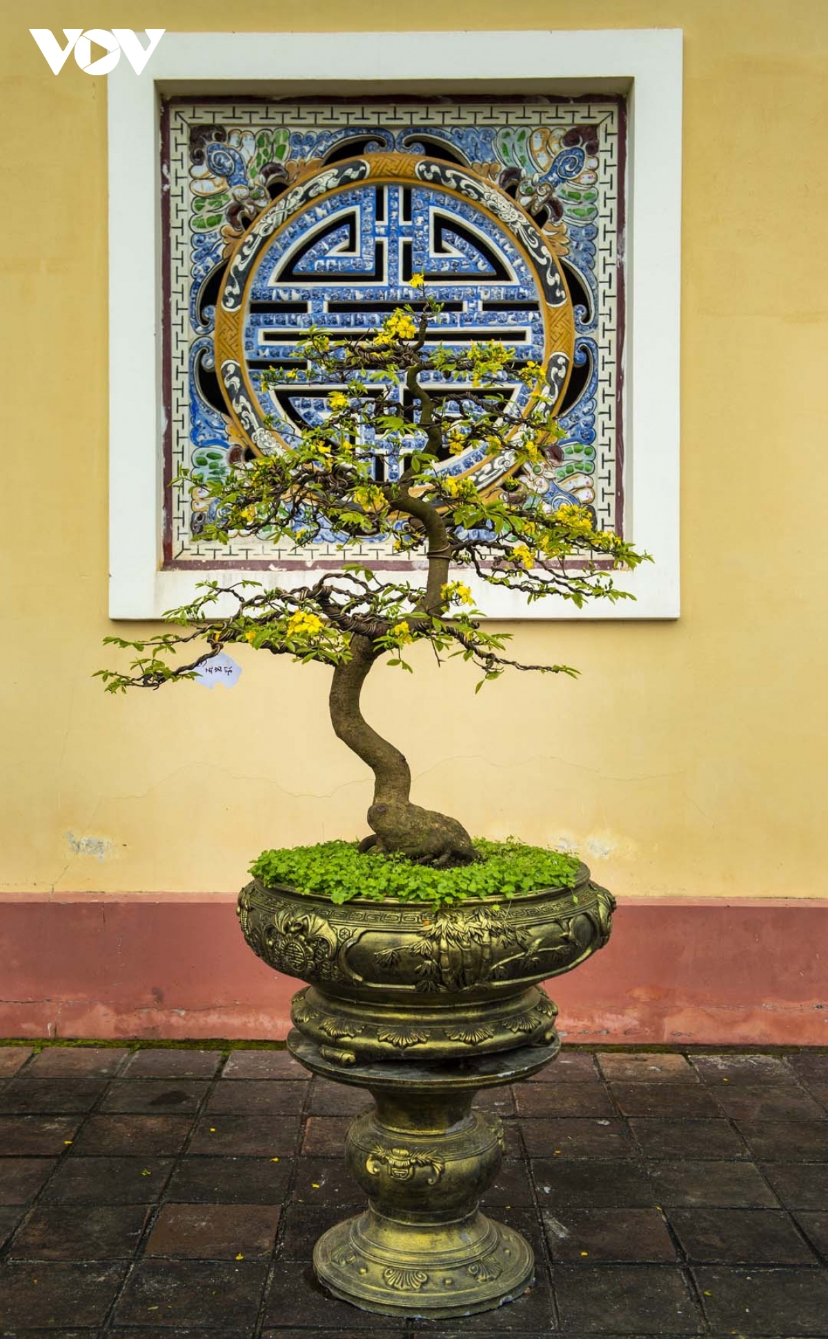 yellow apricot blossoms signal tet arrival in former hue imperial city picture 7