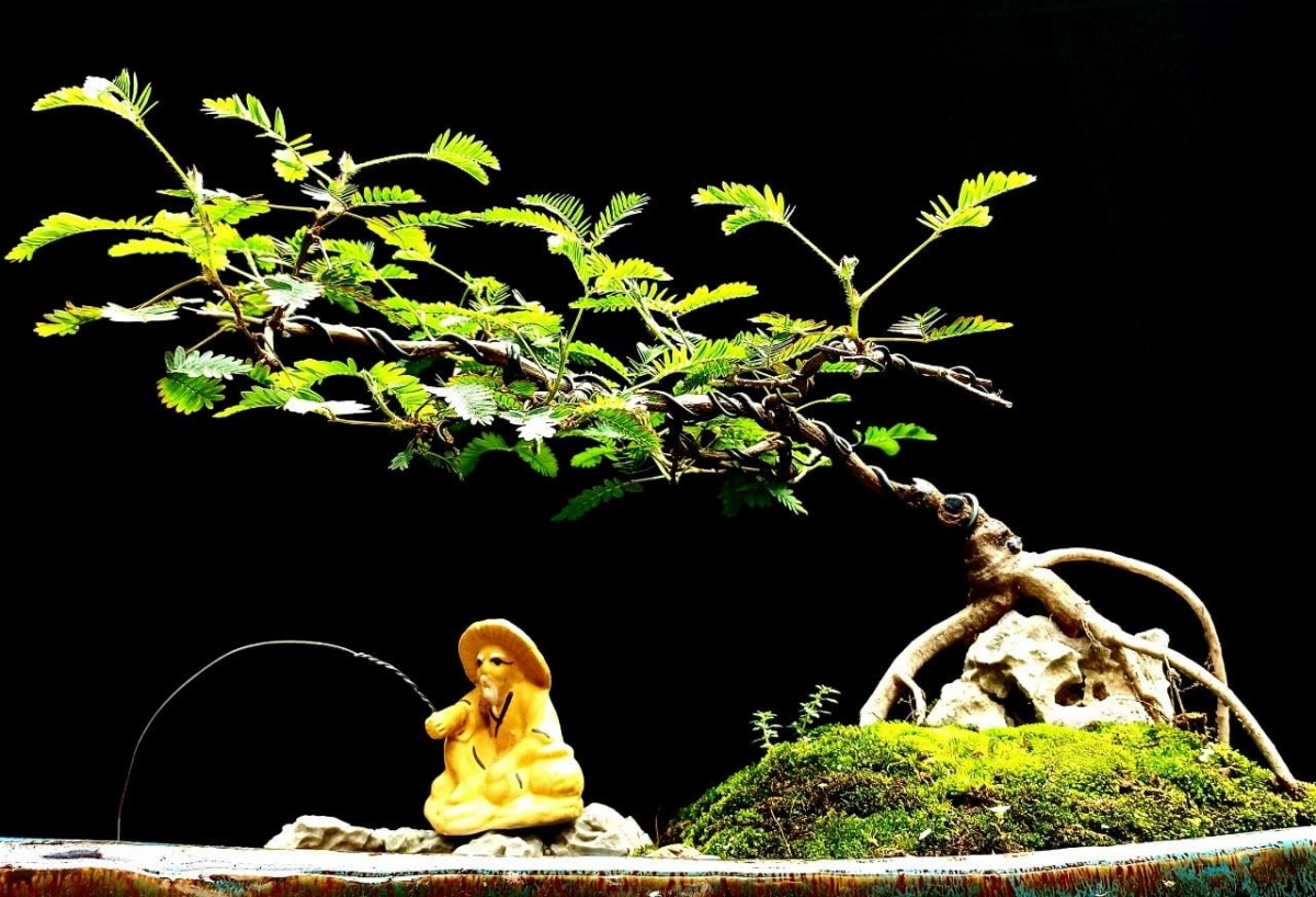 Cây dại thành bonsai chơi Tết, bán tiền triệu