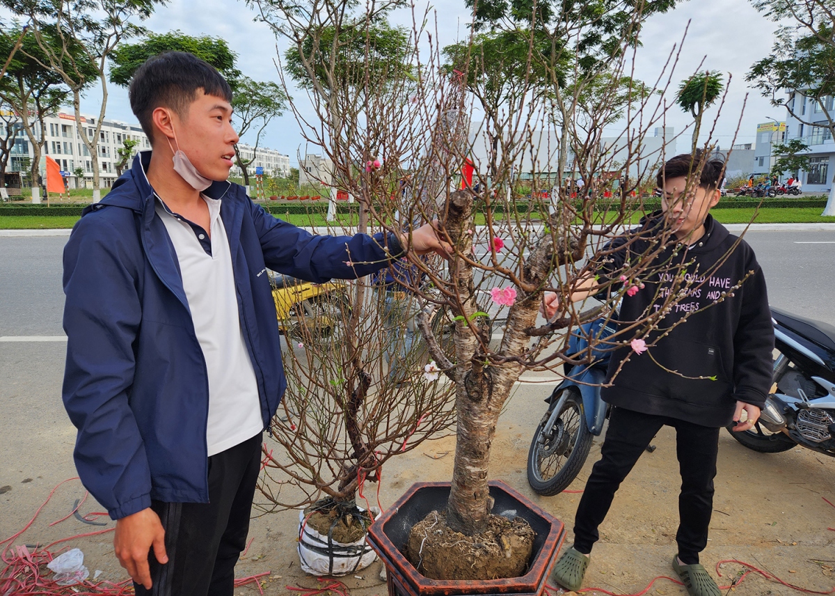 hoa, cay canh ngay tet van nguoi ban, chuc nguoi mua hinh anh 3