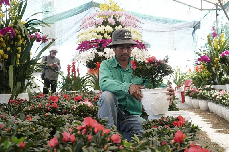 Chợ hoa Tết Đà Nẵng thưa thớt người mua