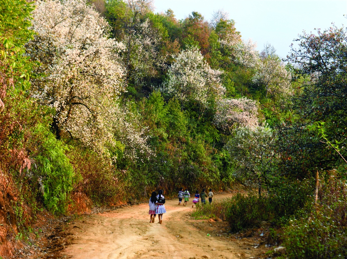 nam nghiep mua hoa son tra hinh anh 2