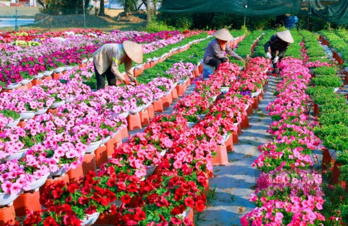 large northern flower village hurriedly prepares for lunar new year picture 1