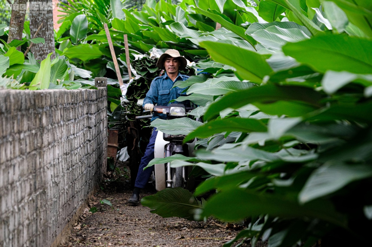 bustling trang cat village in dong leaf harvesting season picture 5