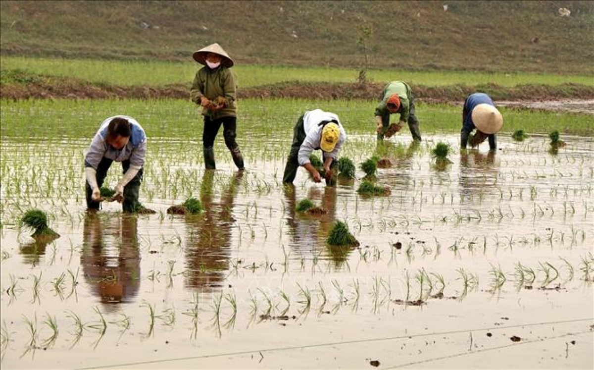 lay nuoc dot 2 cho gieo cay vu Dong xuan o trung du va Dong bang bac bo hinh anh 1