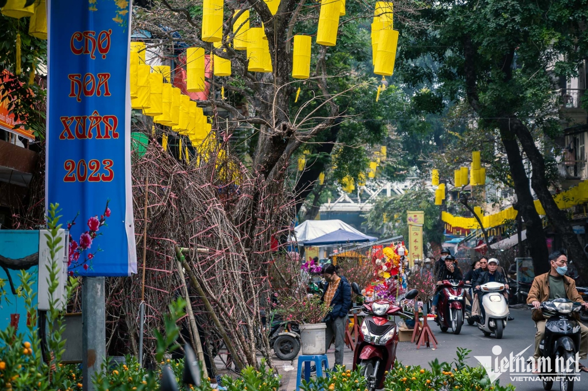 hang luoc traditional flower market bustling as tet draws near picture 1