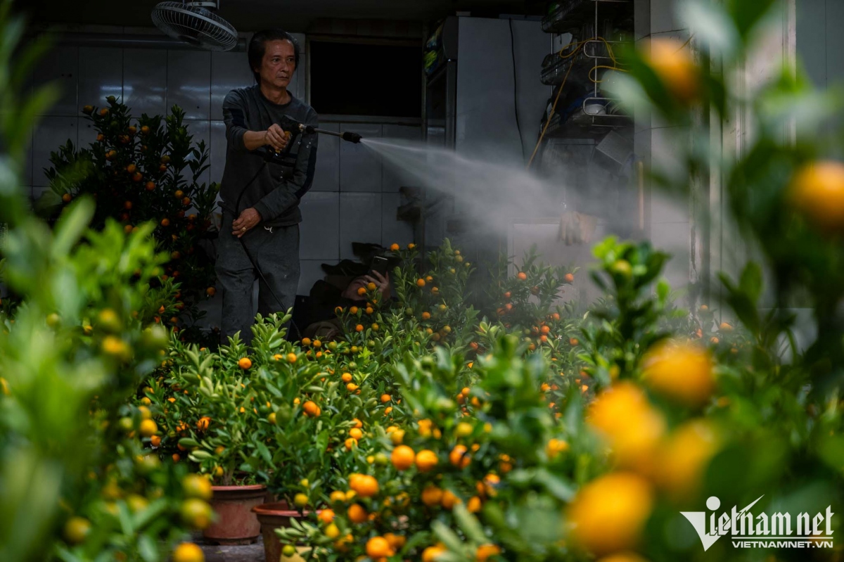 hang luoc traditional flower market bustling as tet draws near picture 9