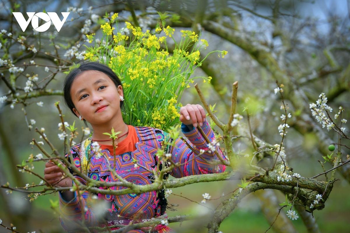 photos capture beauty of children of moc chau plateau picture 1