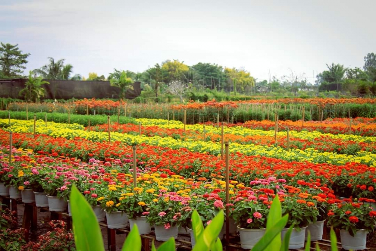 spring atmosphere makes sa dec flower village vibrant picture 7