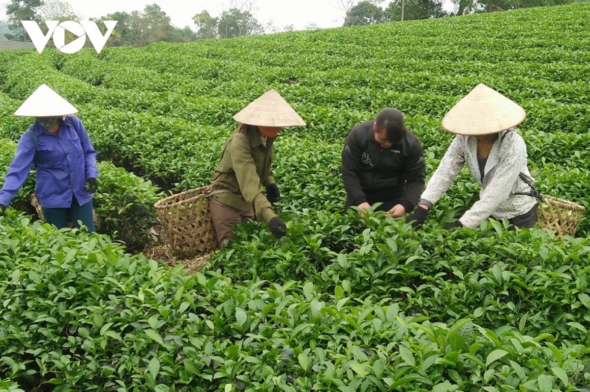 tea exports record double-digit growth in 2022 picture 1