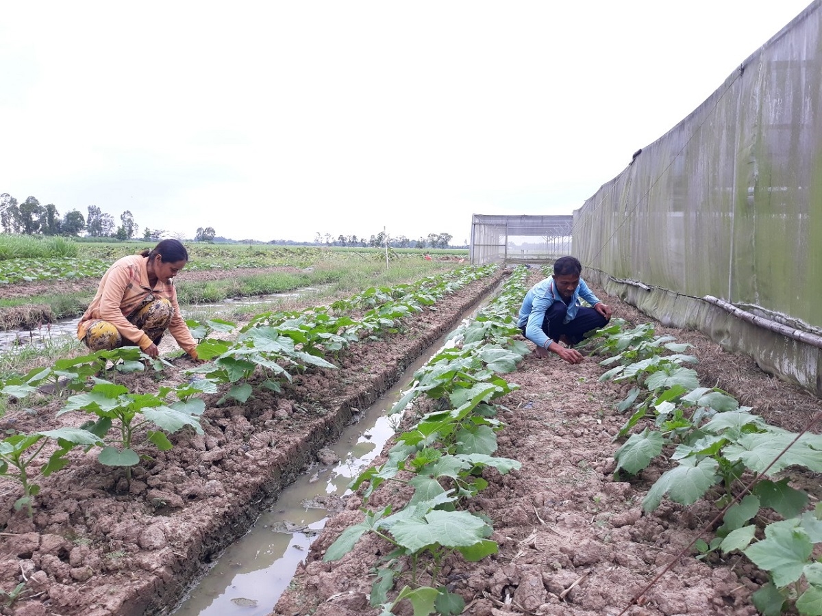 Nông dân Khmer sản xuất giỏi, tay trắng vươn lên thoát nghèo