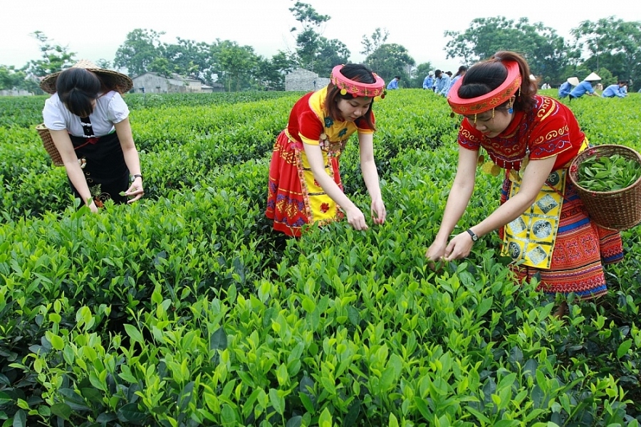 us aims to increase tea imports from vietnamese market picture 1