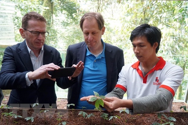 foreign experts inspect ngoc linh ginseng cultivation in quang nam picture 1