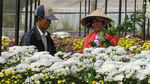 Bán hoa cúc cho khách nước ngoài thu hơn trăm tỷ đồng