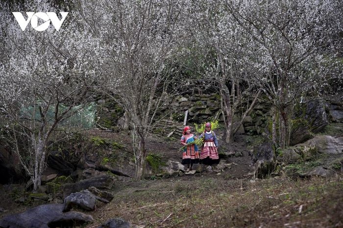 plum flowers in full bloom in lao cai province picture 4