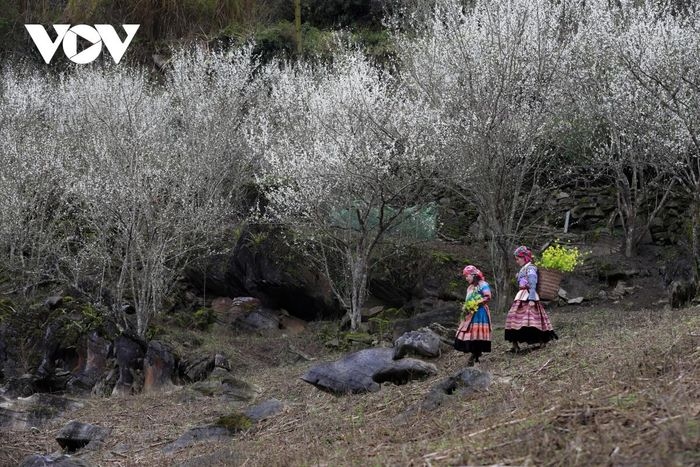 plum flowers in full bloom in lao cai province picture 5