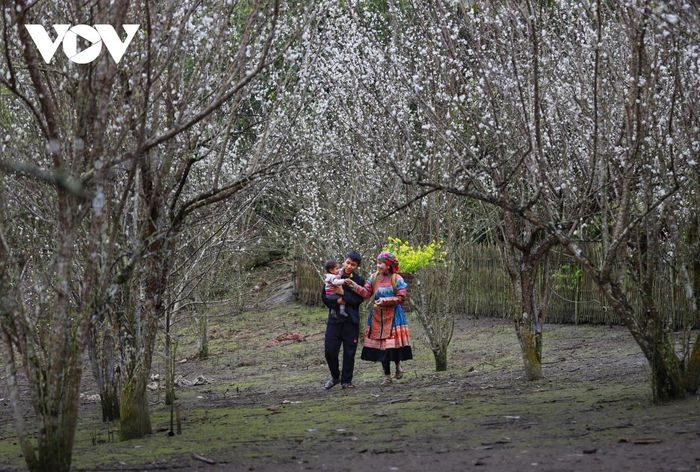 plum flowers in full bloom in lao cai province picture 6