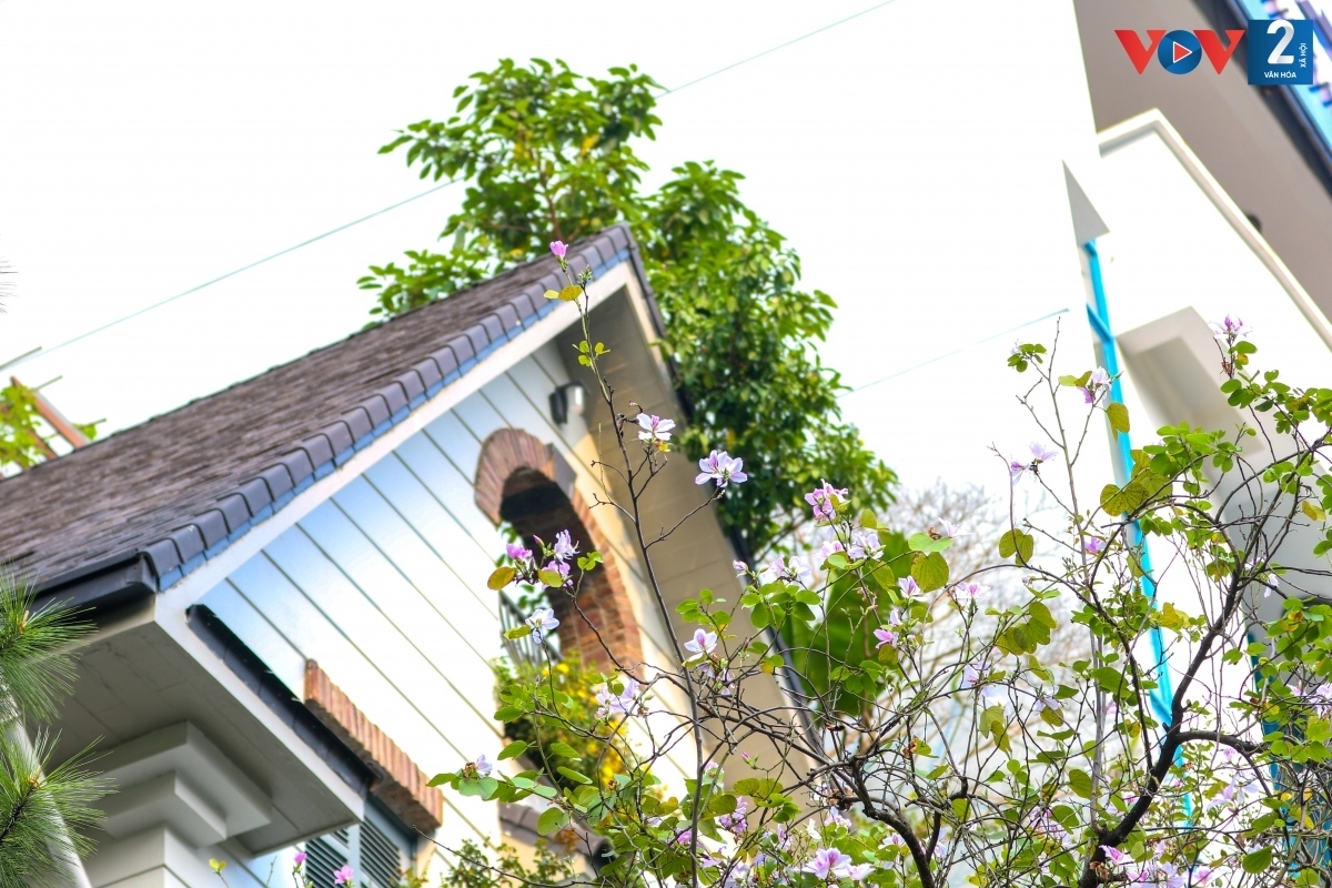 streets of hanoi adorned with ban flowers in full bloom picture 11