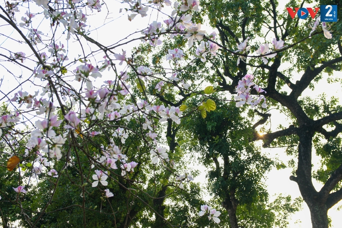 streets of hanoi adorned with ban flowers in full bloom picture 12