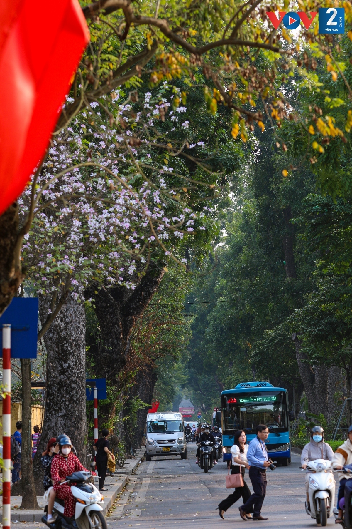 streets of hanoi adorned with ban flowers in full bloom picture 3