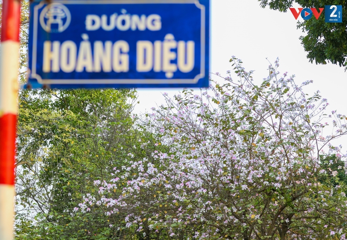 streets of hanoi adorned with ban flowers in full bloom picture 6