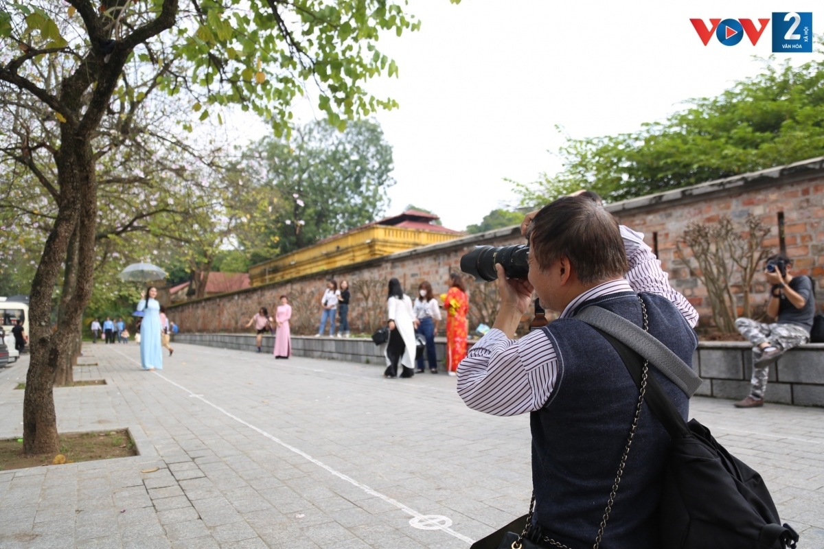 streets of hanoi adorned with ban flowers in full bloom picture 7