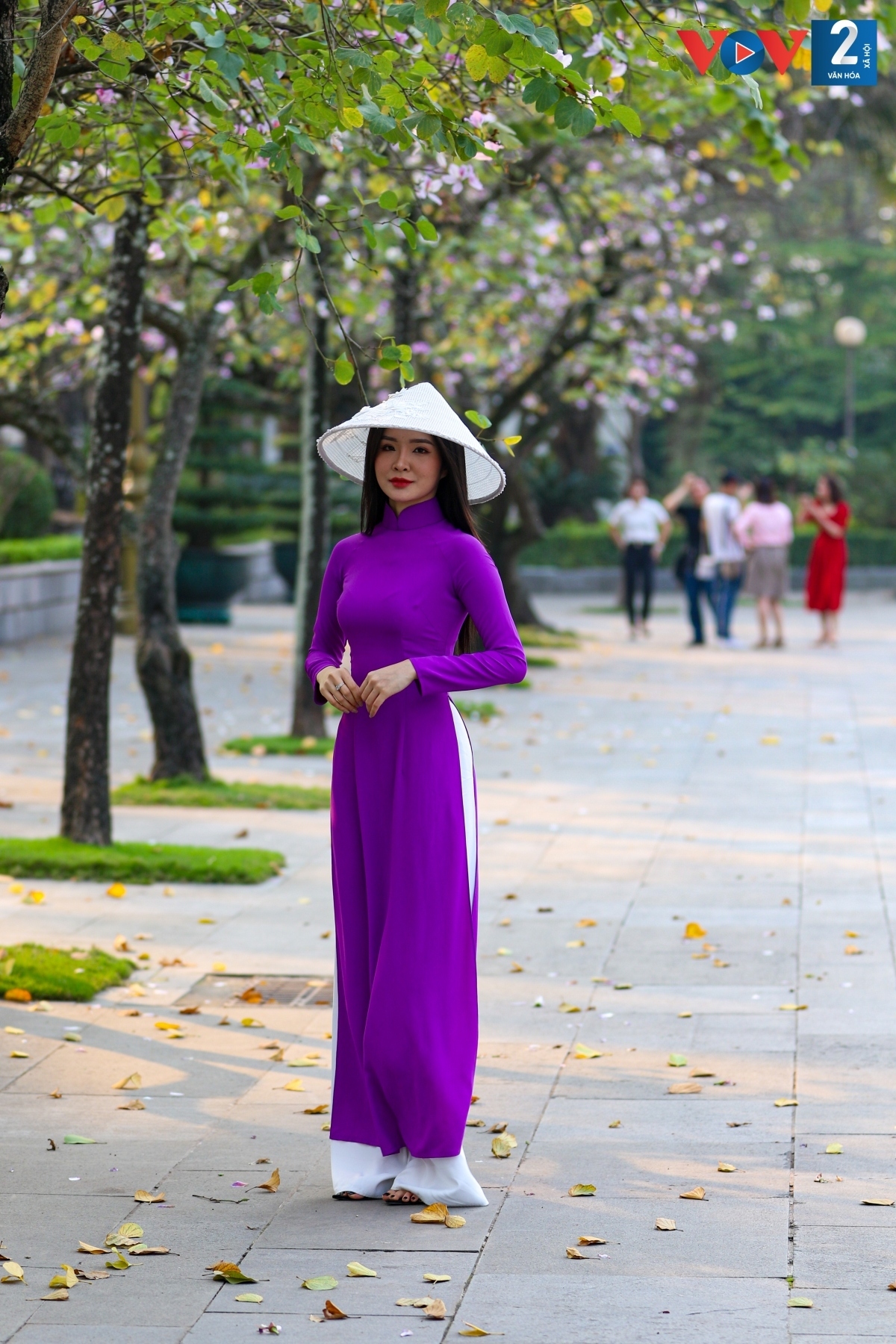 streets of hanoi adorned with ban flowers in full bloom picture 9