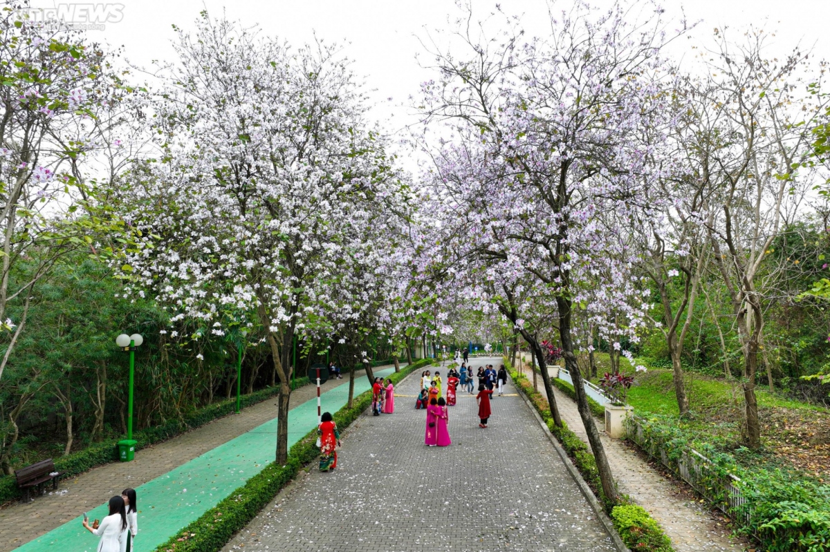 foreigners excited to discover flower road in hanoi picture 1