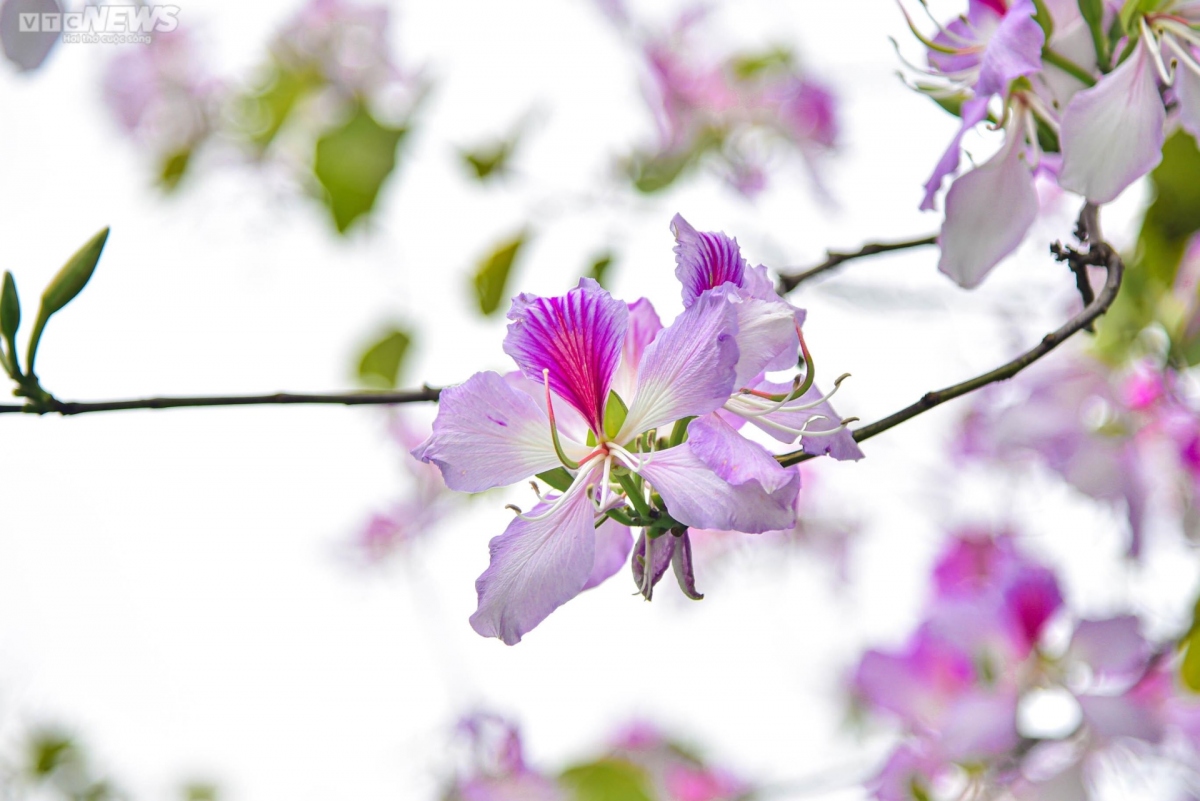 foreigners excited to discover flower road in hanoi picture 6