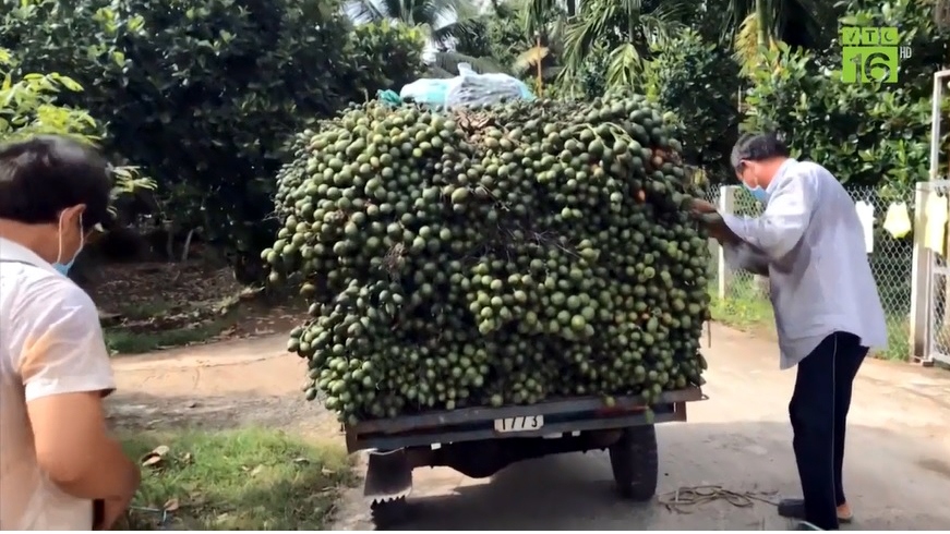 Vì sao Trung Quốc ồ ạt mua cau non của Việt Nam với giá cao?