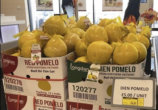 first batch of dien pomelos exported to uk picture 1