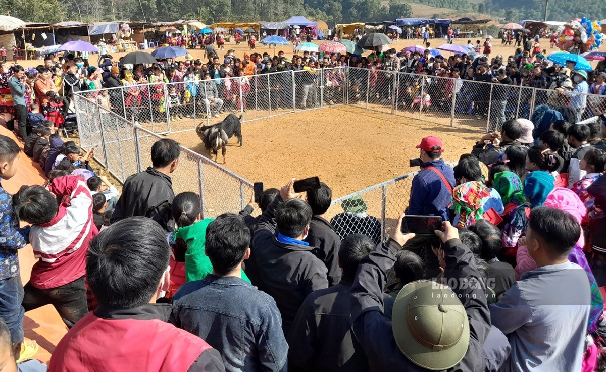 unique goat fighting festival gets underway in dien bien province picture 1