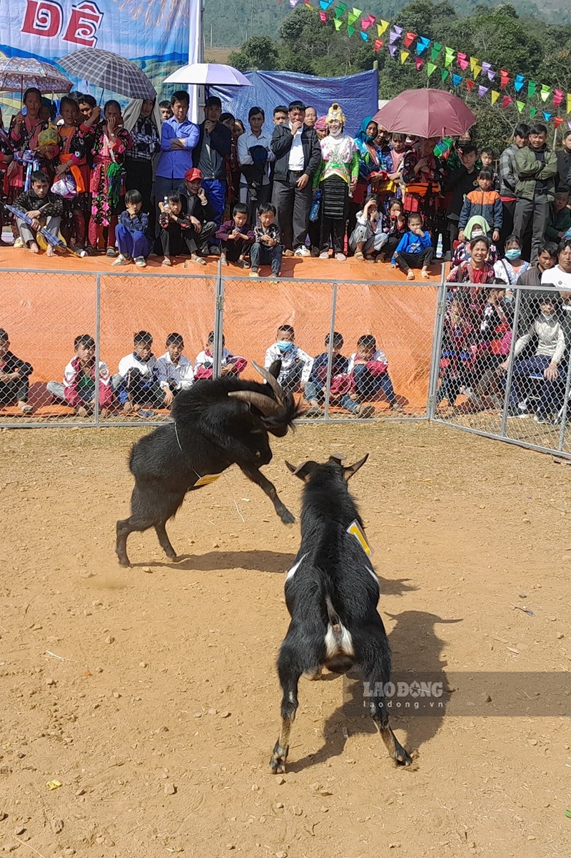unique goat fighting festival gets underway in dien bien province picture 4