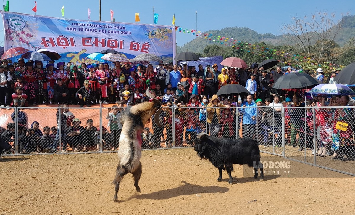 unique goat fighting festival gets underway in dien bien province picture 9