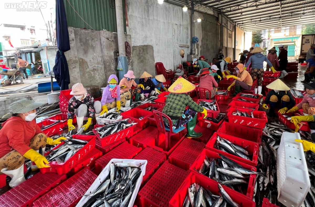 fishing boats in quang ngai enjoy bumper hauls after tet picture 6