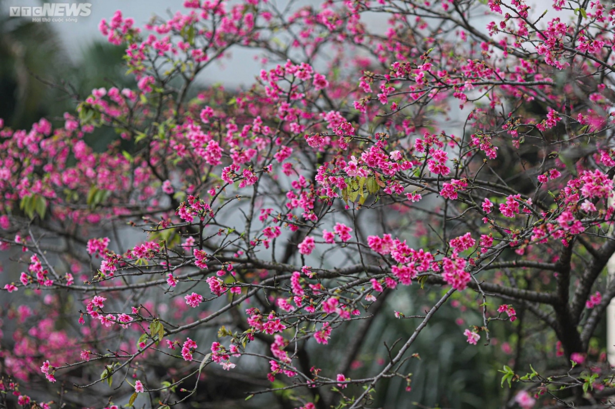 japanese cherry blossoms bloom in hanoi picture 10