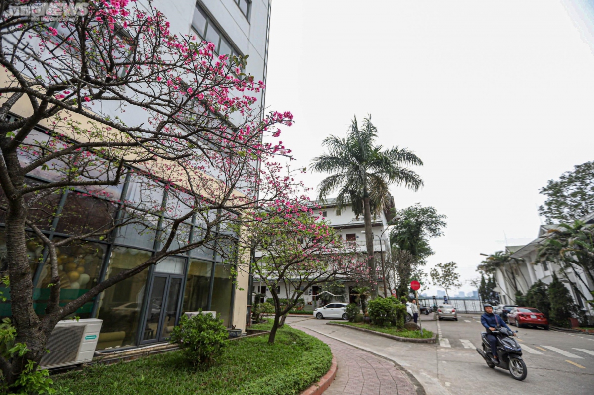 japanese cherry blossoms bloom in hanoi picture 11