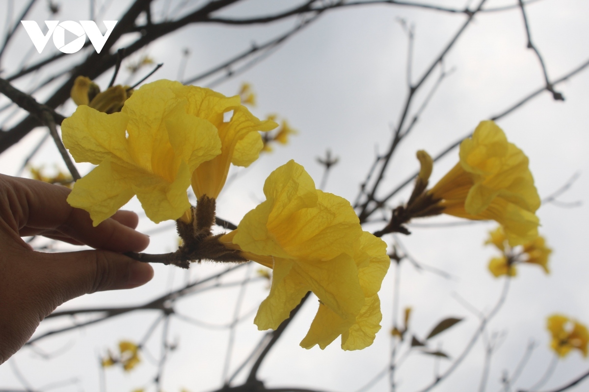 colourful flowers adorn streets of hanoi during spring picture 13